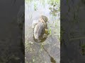 🎣 fishing for life in a desi village a day of traditional fishing in rural life 🌾 lifelens