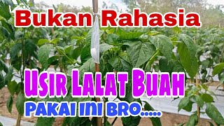 Usir Lalat Buah Pakai Kapur Barus | Mudah, Murah dan Ampuh Bro!