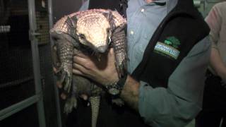 Six-Banded Armadillo-Cincinnati Zoo