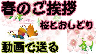 桜の花カード おしどりが泳ぐグリーティング