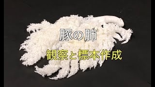 豚の肺の観察と標本作成