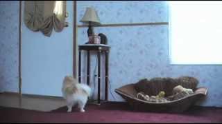 Hidden Camera - Dog home alone - Tiny Pomeranian Howls!!!