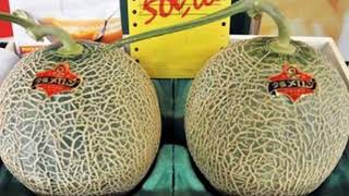 कार से भी मंहगा है ये खरबूजा, बोली लगाकर खरीद रहे हैं लोग! Japanese premium melon pair sold 20 lakh