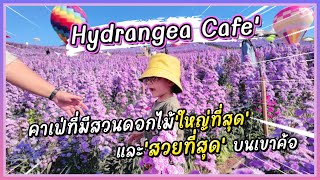 'HYDRANGEA CAFE' คาเฟ่ที่มีทุ่งดอกไม้ใหญ่ที่สุดใน อ.เขาค้อ #คาเฟ่เขาค้อ