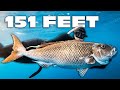 SPEARFISHING GIANT UKU at 151 FEET!!!