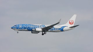 日本トランスオーシャン航空 JTA 特別塗装「ジンベエジェット (Jinbei Jet)」Boeing 737-800型機 羽田空港到着光景 / 2020年1月25日(土)午後1時19分～20分