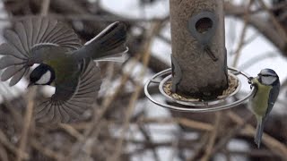 Winter birds feeding in Norway