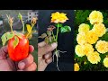 Best technic for grow rose plant at home from buds || Easy method for gardening