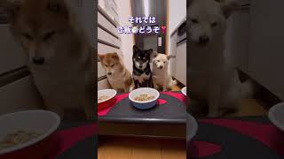 【3匹の柴犬  夕飯ウマウマ】昨日場所替えするって約束したのに今夜はりーたんがセンター？？？気分次第なのね🥲💦みんな元気完食満腹🍴🐷💓#柴犬  #しばいぬ ＃りーまーるー