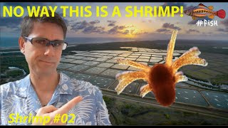 LIFE CYCLE AND LARVAL STAGES OF SHRIMP #02 | #FISH