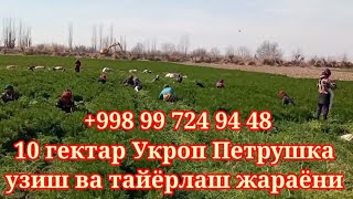 12 02 2022  ☎️ +998997249448 Сурхандарёда 10 гектар Укроп Петрушка алокага чикинглар