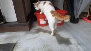 バケツの水がお気に入り 猫寺 御誕生寺の猫 【Gopro 猫】