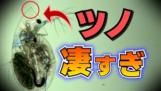 ミジンコの生存能力が凄すぎる