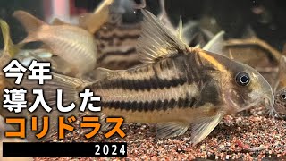 【総勢2匹】今年導入したコリドラス2024【アクアリウム】