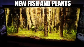 NEW FISH AND PLANTS FOR THE PLANTED AQUARIUM!! The king of DIY