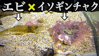 イソギンチャクにエビを近づけると…