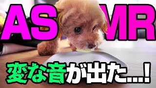 【ASMR】トイプードルこむぎのリンゴ咀嚼音は耳が気持ち良すぎ！？