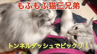 ラガマフィン猫三兄弟、トンネルダッシュでビックリさせて遊んでいる行動が面白い！