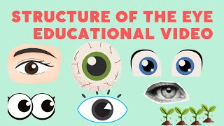 Exploring the Intricacies of the Eye's Structure | Educational Video