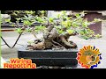 How to make bonsai santan - bonsai trees for beginners @jeanelizabethschannel