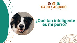 Conoce el nivel de inteligencia de tu perro