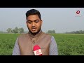 পাবনায় মরিচ চাষে বাম্পার ফলন green chilli cultivation chilli farming green chilli asian tv