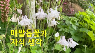 #매발톱꽃(Columbine) #자식 생각 #Gardening