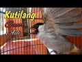 Suara Burung Kutilang Gacor Asli isian, Ampuh memikat Kutilang lain