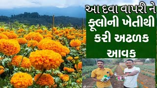 લેમન ફૂલ ની ખેતી|| Jay parivartan inda Best'rijalt||7201885862||ગલગોટા ની વાડી