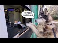 Huge Husky Orders Food Wherever He Goes!