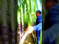 Petani Cerdas! Cara Merawat Tebu Agar Tetap Sehat Dan Subur #shorts