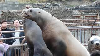 20191014_おたる水族館・トドのショー「鮭は飲み物」～トドプール