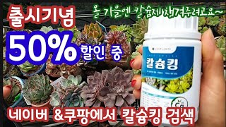 출시기념 50%할인 네이버\u0026쿠팡 칼슘킹 검색하세요! 9.27부터~10.6.까지만! 다육이에게 중요한 칼슘제! 칼슘킹으로 해결하세요!