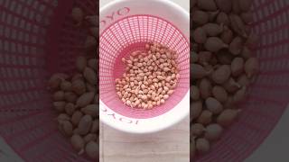 How to Sprout Groundnuts🌿Easy way #shorts #youtubeshorts #short #healthy