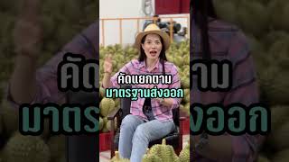 ทุเรียนแพง แต่ทำไมคนไทยได้กินแค่ตกเกรด? #สวนทุเรียน #ทุเรียน #ทุเรียนส่งออก #durianexport