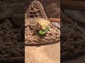 feeding my bearded dragon greens 🥬 ❗️ beardeddragon cute shorts beardie feed explore