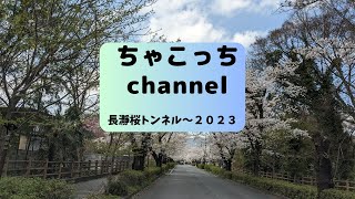 [お出かけ] #50 長瀞桜トンネル〜2023