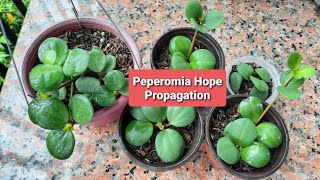 Peperomia Hope Propagation