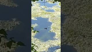 New born baby Eurasian Coot in the lake ❣️