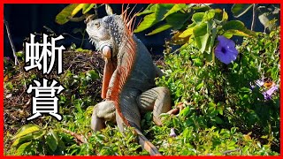 【吳小珍】看牠吃什麼東西!?  療癒一下~綠鬣蜥 共賞!(iguana removal lizard berburu biawak)