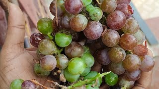 మా ఇంటి ద్రాక్ష వల్లి|| Grapes tree #telugu #rajahmundry #trending #plants #gardening #grapeharvest