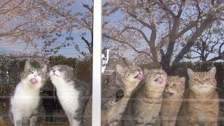 桜のお花見♪猫も花より団子?