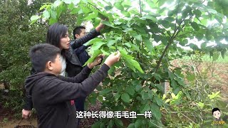 長得像毛毛蟲的果，小六帶蘋果妹去嚐嚐鮮，蘋果妹怕了敢不敢吃？