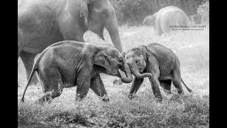 ELEPHANTS OF SRI LANKA - BUDDHANGALA PARK