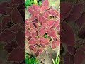 beautiful show plant nature shorts gardenflowerplants