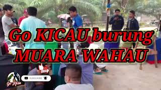 KEBERSAMAAN ANTAR KOMUNITAS KICAU MANIA MUARA WAHAU|| TETAP SEMANGAT WALAUPUN DIGUYUR HUJAN LEBAT