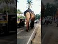 vattamankavu manikandan u0026 shaji pappa.vattamankavu aanakutty vypin shaji trendingshorts elephant