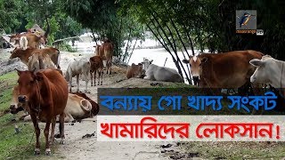 গো খাদ্যের সংকট, ভাল দাম নিয়ে শংকায় খামারিরা