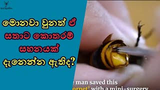 ඒ සතාගේ වේදනාව කොතරම් දරුණුද?