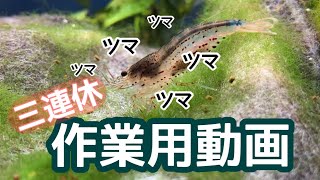 [メダカ　作業用]ヤマトヌマエビのツマツマだけを観ながら作業